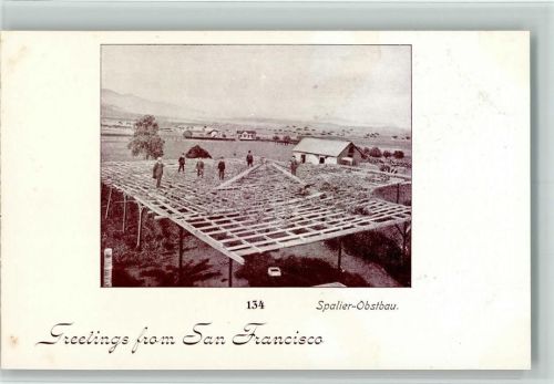 San Francisco 1898 Nr. 134 Spalier Obstbau AK