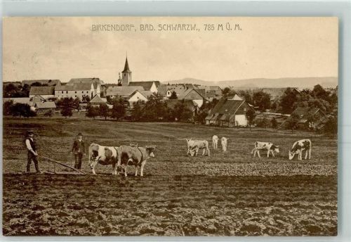 Birkendorf Ochsenpflug Kühe