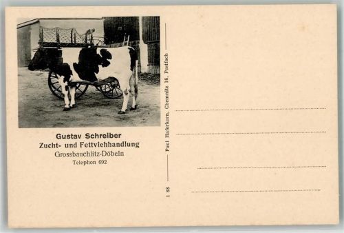 Großbauchlitz Gustav Schreiber Zucht- u. Fettviehandlung Kuh Postkarte