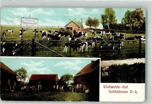 Schönbrunn 1912 Viehweide Gut Schönbrunn
