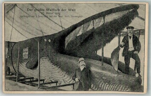 Der größte Walfisch der Welt gefangen 1901 bei der Insel Sarö Wal