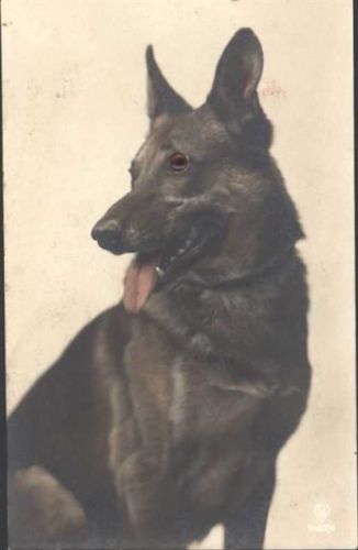 Auge aus Glas Schäferhund Augen AK