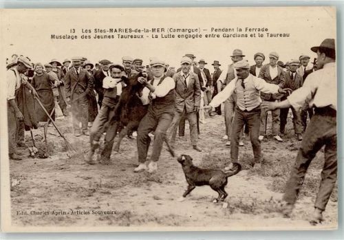 Saintes-Maries-de-la-Mer Pendan la Ferrade Muselage des Jeunes Taureaux Hund