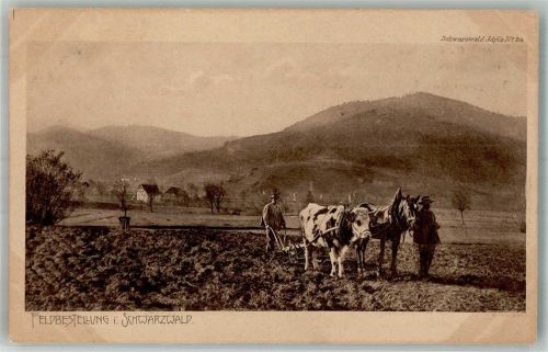 1905 Schwarzwaldidylle Nr. 24 Landwirtschaft Tiergespann