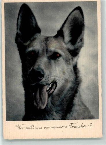 Ein Deutscher Schäferhund