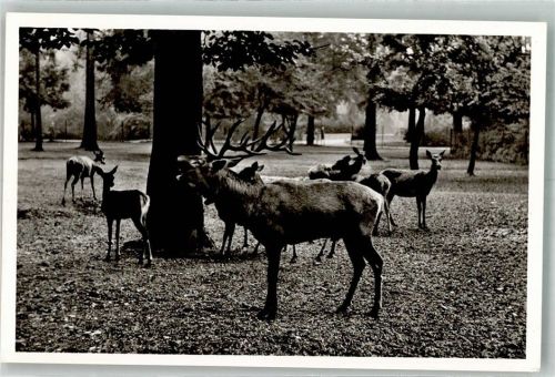 München Tierpark Hellabrunn Rothirsche