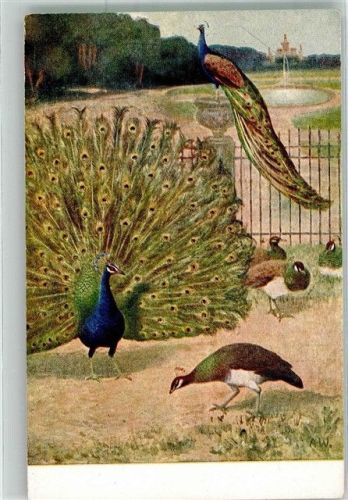 Blauer Pfau m.Pfauenweibchen Meinholds Tierbilder Nr. 49