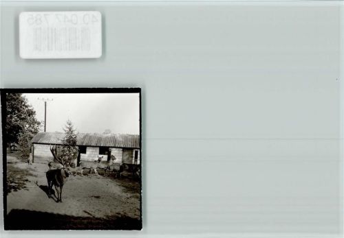 26169 W2908 Thülsfelde FOTO KEINE AK Rothirsch