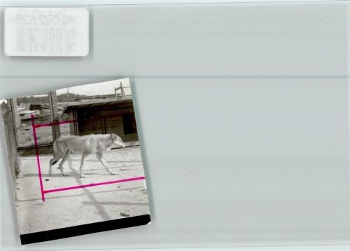 W5439 Hof , Westerw Wolf Wolf FOTO KEINE AK