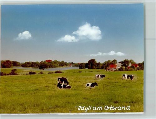 Bordesholm Idyll am Ortsrand Kühe