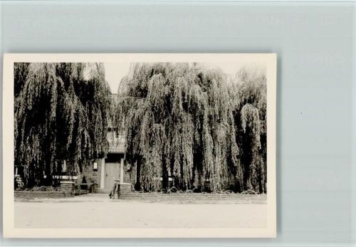 Ladbergen Foto Trauerweiden