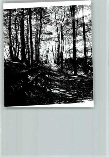Schapdetten Foto