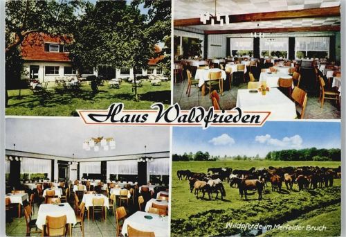 Dülmen Haus Waldfrieden , Wildpferde