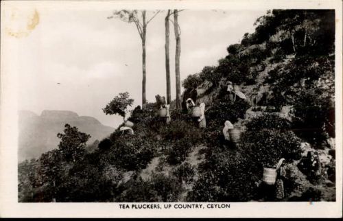Ceylon