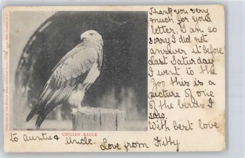 Falke aus Chile , Marke entfernt Raubvogel