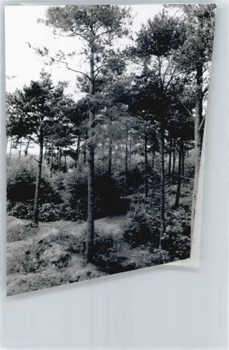 Schwanewede Foto mit Negativ