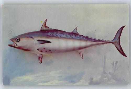 Bonito