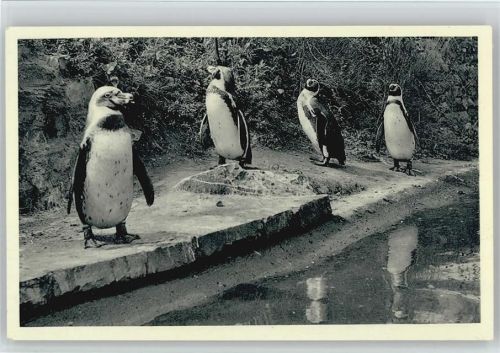 Des Versandhauses Nordland in Osnabrück Pinguin