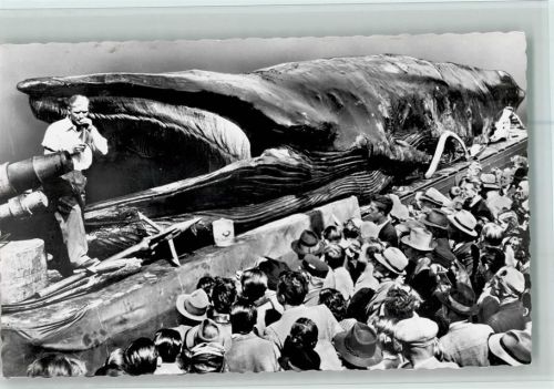 Jonah the Giant Whale 1955 - Besucher bestaunen das Tier AK Wal