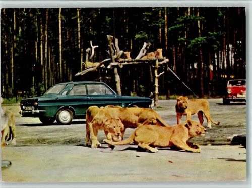 Stukenbrock Löwen und Autos Safaripark