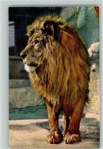 Löwe Lion