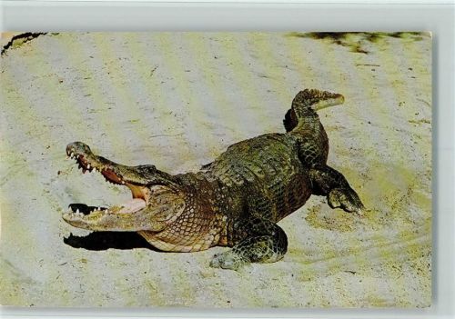 Krokodil