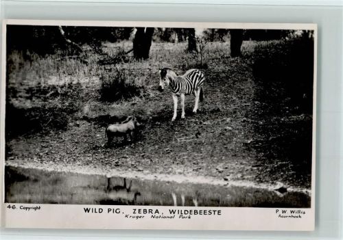 Wild Pig Wildschwein Zebra Wildebeeste Kruger Natipnalpark Foto P. W. Willis Nationalpark