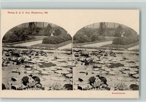 um 1900, Lotusblüten seerosen, Verlag Voß Nr. 986, sehr gute Erhaltung AK