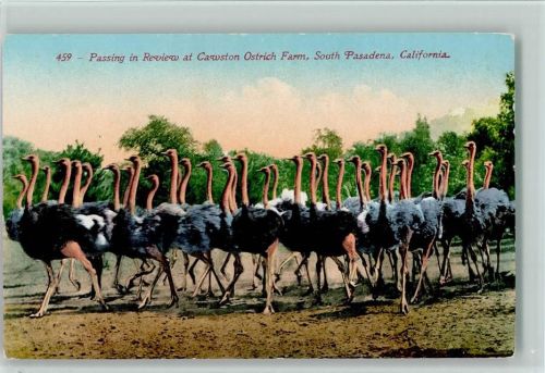 1930 Strauße - Passing in Review at Cawston Ostrich Farm, California