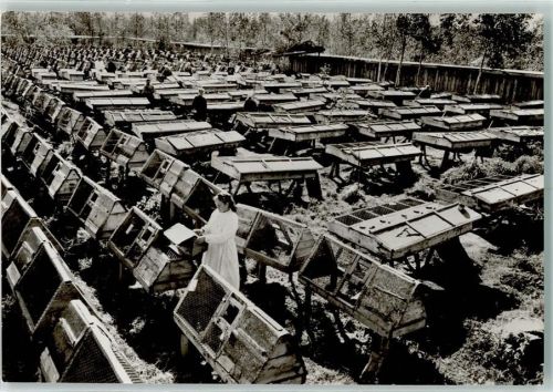 1928 Sibirien - Nerzfarm