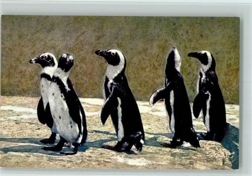Brillenpinguine