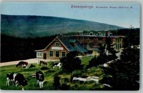 Riesengebirge Wossecker Baude Kühe