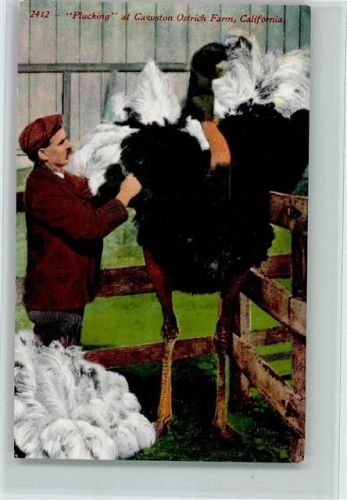 Strauß, Laufvogel - Plucking at Cawston Ostrich Farm, California