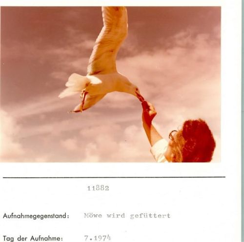 Möwe wird gefüttert Foto montiert auf Karton