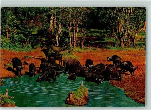 Nyeri Buffalo at Treetops