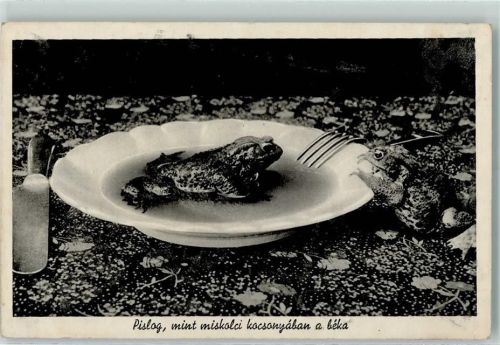 Frosch im Suppenteller
