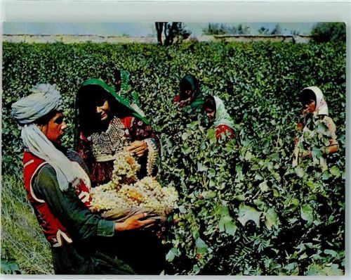 Kabul - Grape picking in Kohdaman Nr. 1