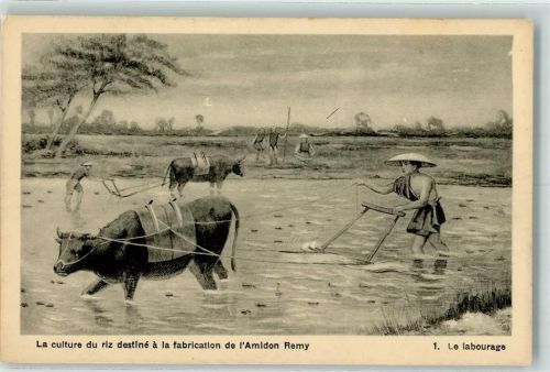 Landwirtschaft - La culture du riz destine a la fabrication de Amidon Remy Werbung - Nr. 1 Le labourage