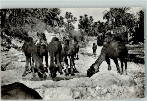 Bou-Saada Chameaux dans Oued - Wassertränke für Kamele AK