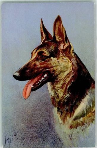Alsatian Wolfhound AK