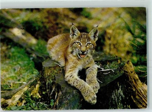 1985 Junger Luchs Jugendherbergs-Verlag Detmold Nr. 43