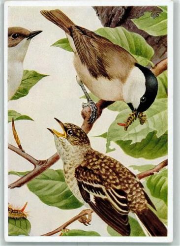 Sumpfmeise Verlag Bruckmann Serie Ausschnitt einer Bunttafel von Franz Murr AK