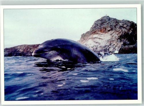 Marsopa Tümmler Delphin AK