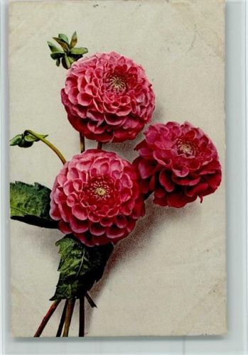 1926 Photochromie Serie 537 Nr. 1103 - Blumen