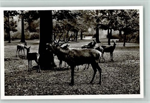 Nr. 6 Rothirsche im Tierpark Hellabrunn , gute Erhaltung