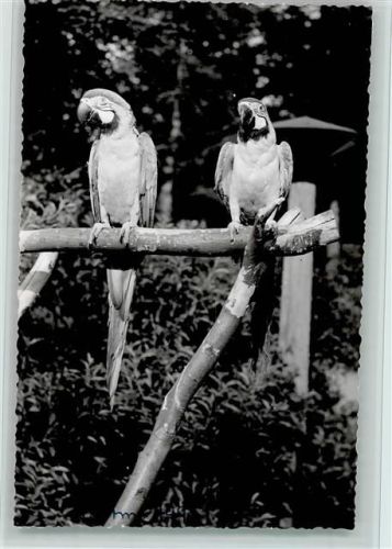 ca 1955 AK Papagei Foto AK