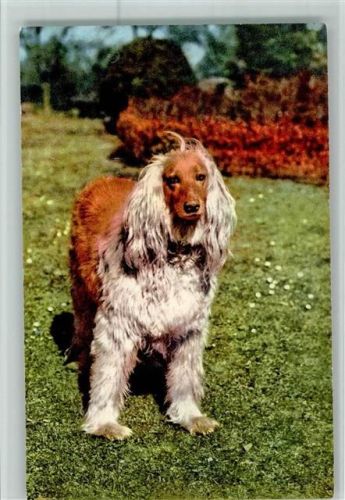 Nr. 7 Afghan Windhund - Edition Stehli