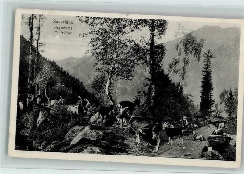 1915 Ziegenherde im Gebirge - Sauerland, gute Erhaltung AK