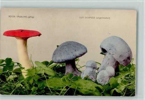 Roter Täubling, Lila Dickfuss, Steinpilz, Photochromie Verlag Rommel Nr. 726, gute Erhaltung AK