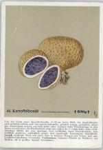 Nr. 45 Kartoffelbovist -Heil- und Nährkräfte aus Wald und Flur Pilz